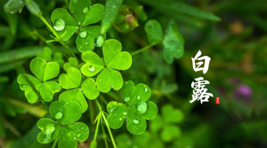 白露時(shí)節(jié)！ 金環(huán)電器提醒大家要注意這些事項(xiàng)